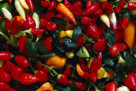 USA: Calabrian pepper is served