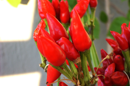 The Tuscan way to organic chilli pepper
