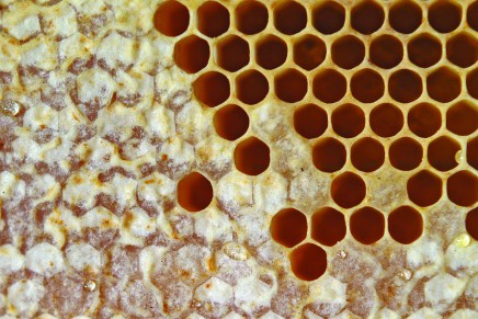 Italian organic honey: feeling the scents of flowers