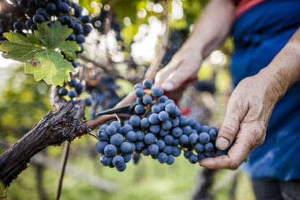The Red Wines of Alto Adige/Südtirol