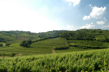 The Collio Bianco: the identity of a land