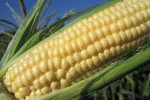 Corn, a cultivation protocol to increase yields