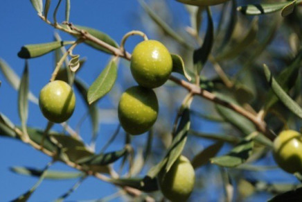 The intangible richness of the olive tree
