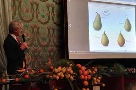 The new regulations of the PGI Pear of Emilia Romagna being approved in Brussels