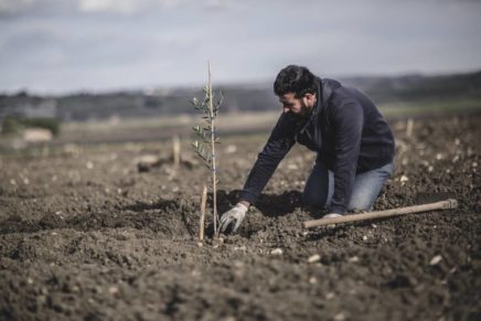 Planeta begins 2017 by planting other 13,000 olive trees